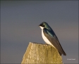 Tree-Swallow;Swallow;Tachycineta-bicolor;one-animal;close-up;color-image;nobody;